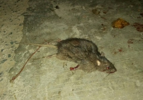 Rat ID, southern Thailand (slightly gruesome pics)
