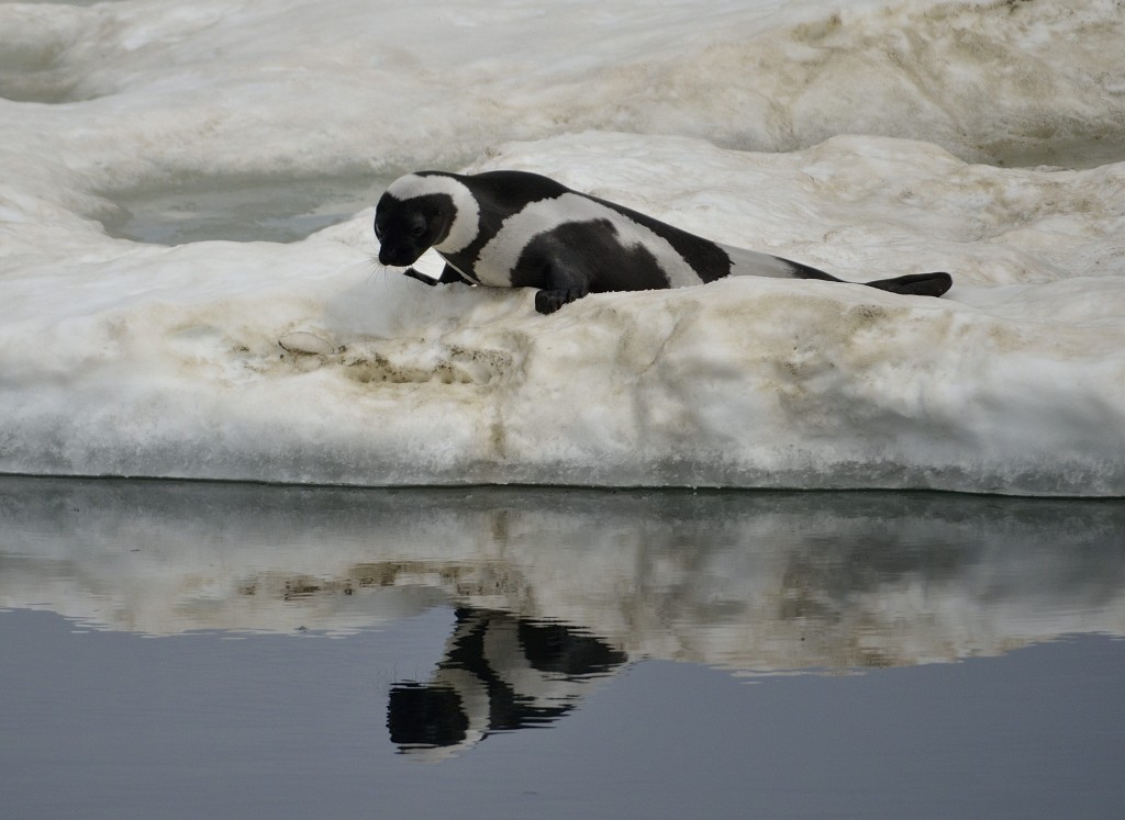 Ribbon-Seal