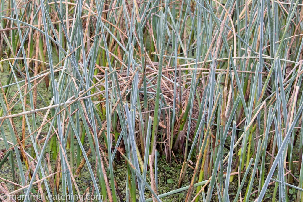 Round-tailed Muskrat lodge