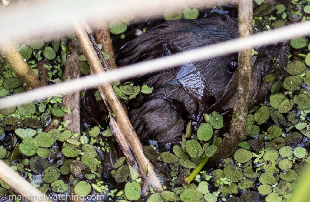 Round-tailed Muskrat, Neofiber alleni