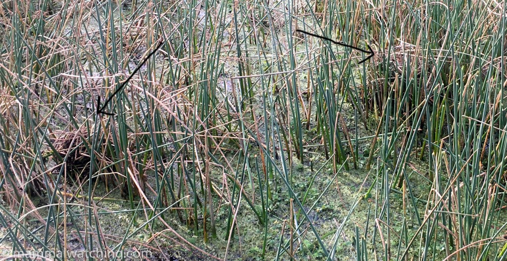 Round-tailed Muskrat lodges