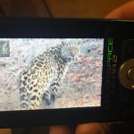 amurleopard