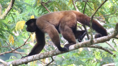 Significant range expansion for Silvery Woolly Monkey?