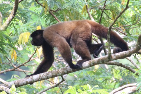 Significant range expansion for Silvery Woolly Monkey?