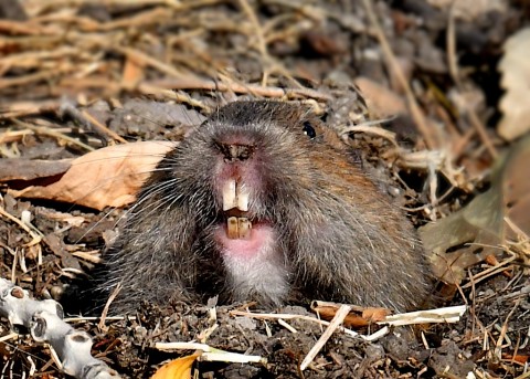 Update on Southern California Botta’s Pocket Gopher Sites