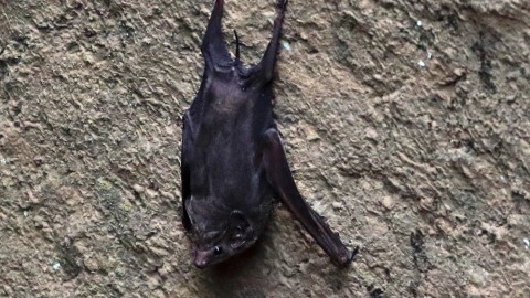 Unidentified bat