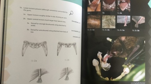 Book Review: Field Guide to the Bats of the Amazon