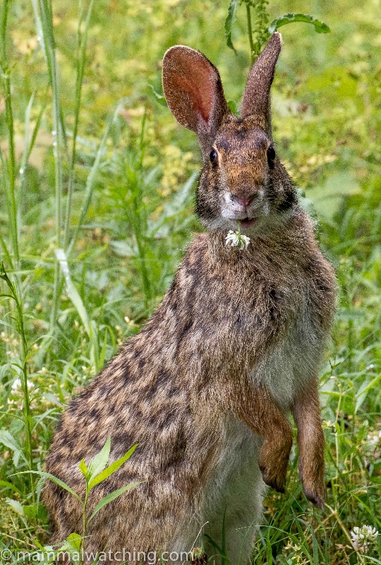 Missouri Mammal Watching