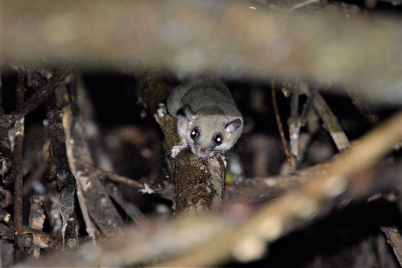 African Dormouse