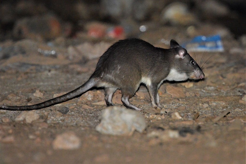 Giant Pouched Rat