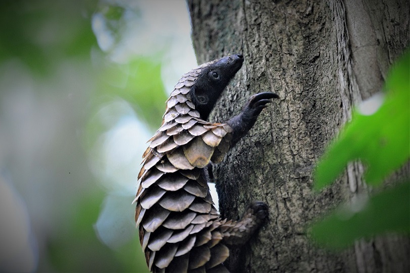 Long T pangolin