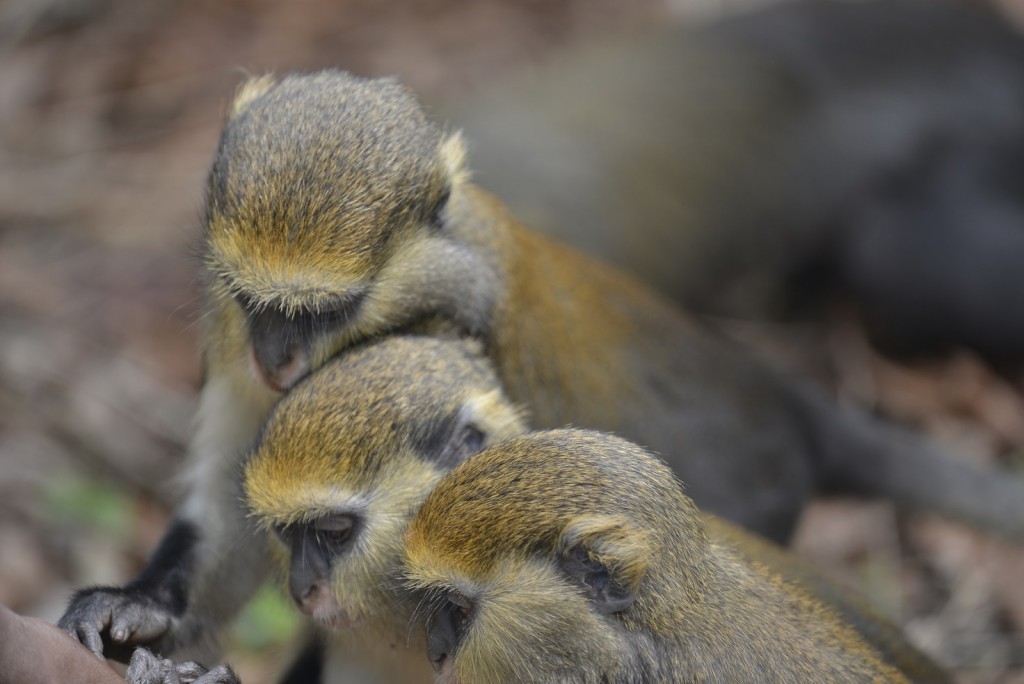 Lowe's Monkey