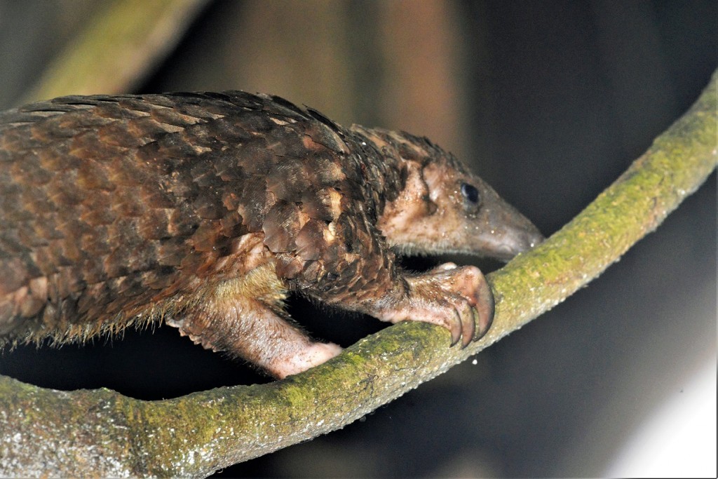 Tree Pangolin