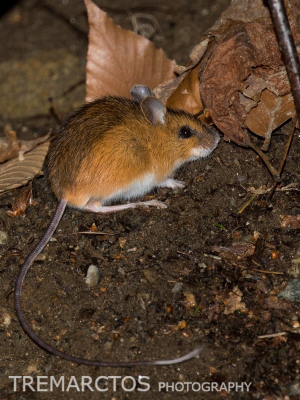 WoodlandJumpingMouseWatermarked Mammal Watching