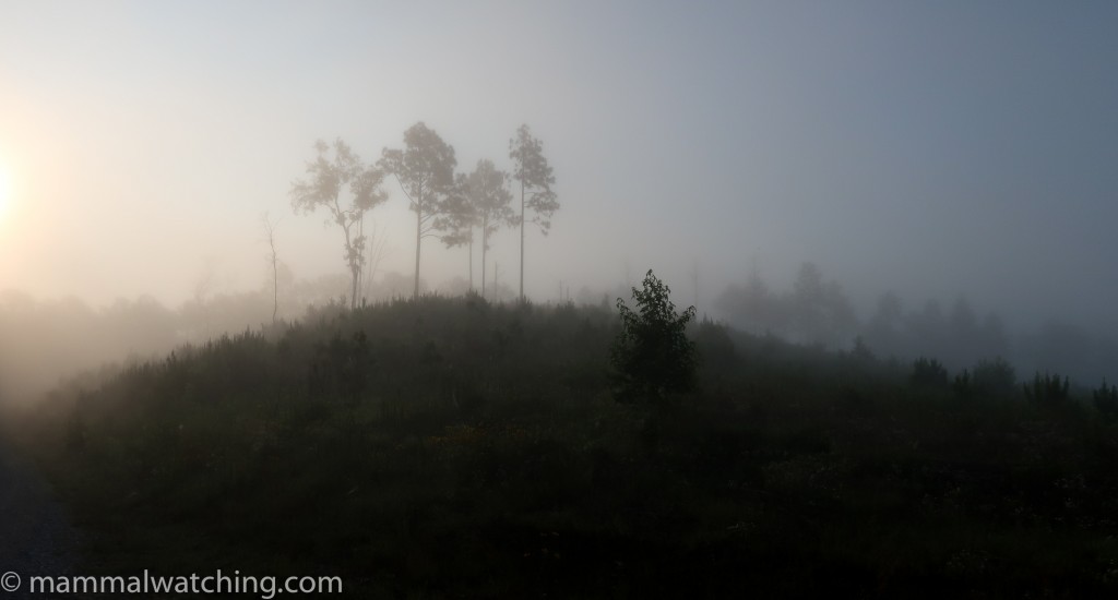 Tallageda Forest