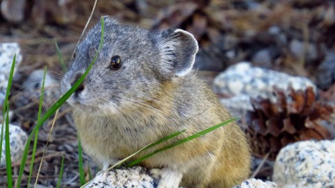where is the best easy trail to find pikas in California?