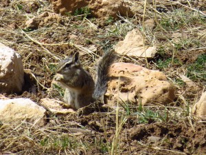 another picture of the grand canyon chipmunk