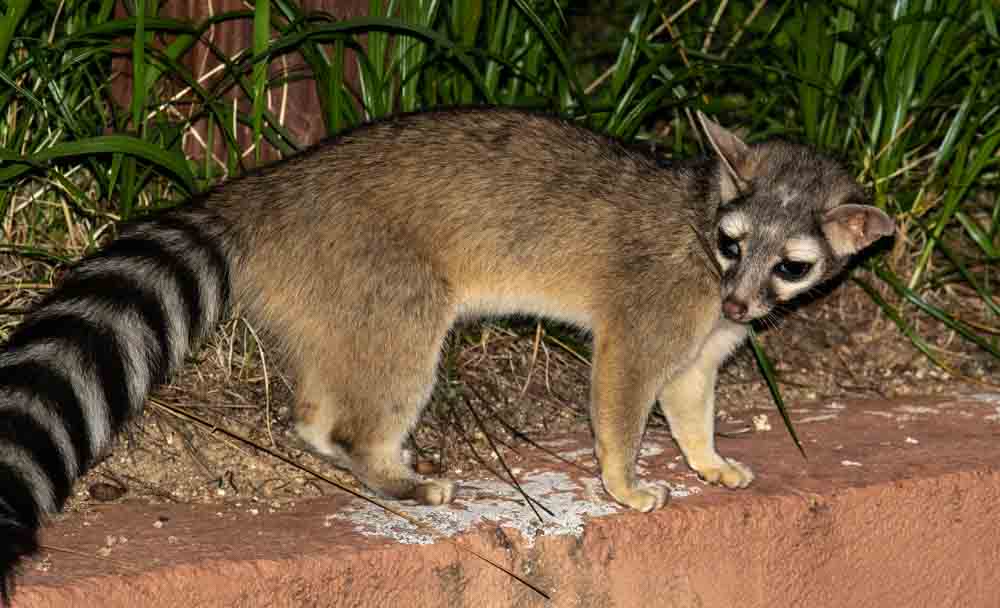 Update on Ringtail  at Santa Rita Lodge Arizona Mammal 