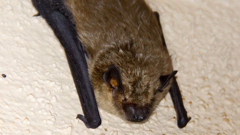 Bat ID Help