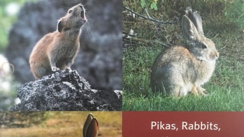 Book Review – Lagomorphs: Pikas, Rabbits and Hares of the World