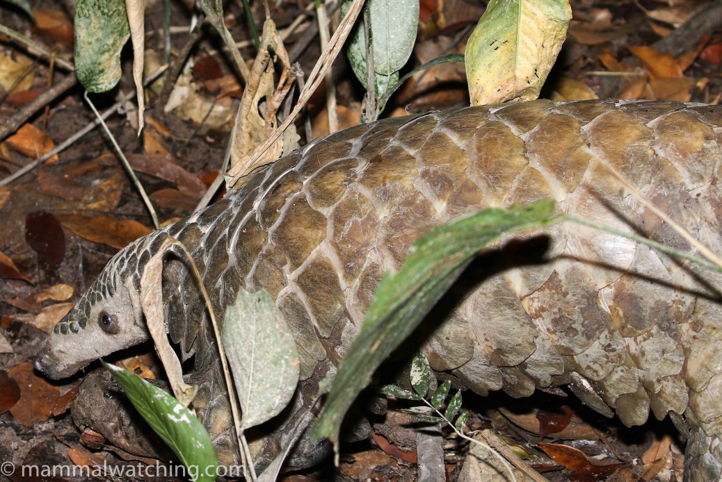 Giant Pangolin Smutsia gigantea