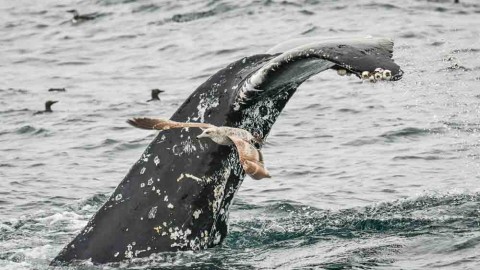 Report of Baird’s Beaked Whale and Guadalupe Fur Seal from Southern California