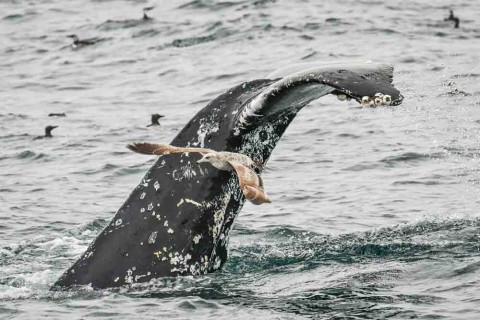 Report of Baird’s Beaked Whale and Guadalupe Fur Seal from Southern California