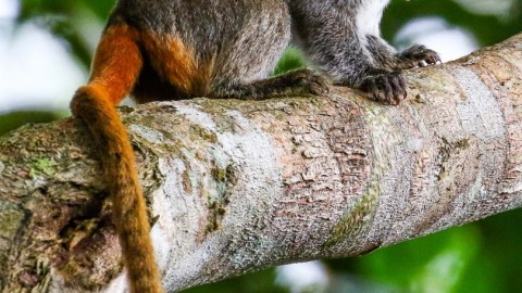 Primarily Peruvian Primates: Owlet Lodge and Los Amigos Research Station Trip Report
