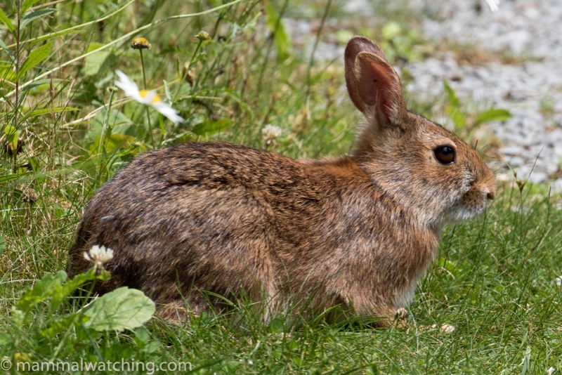 Appalachian Cottontail Sylvilagus obscurus