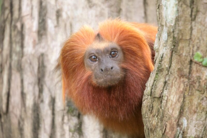 Golden-Lion-Tamarin