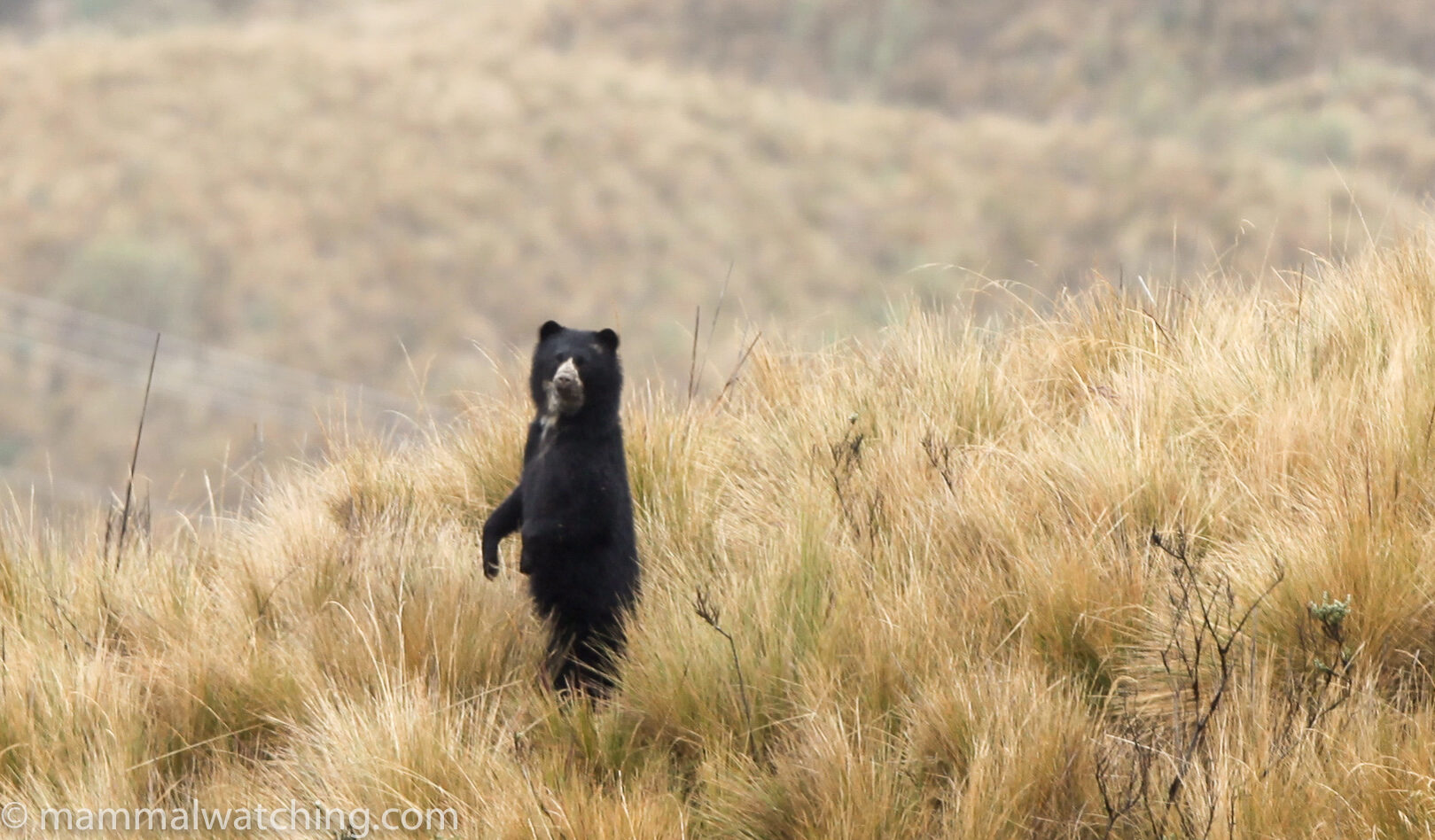 Specatcled Bear