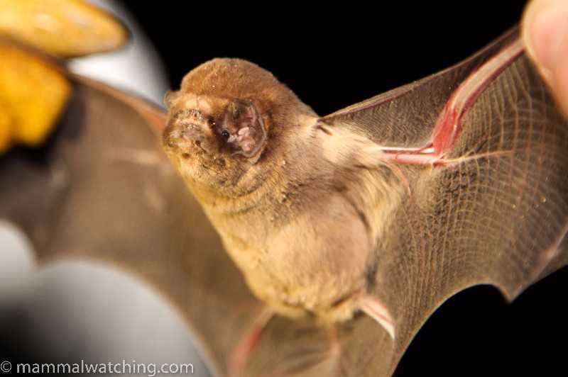 Ghost faced Bat