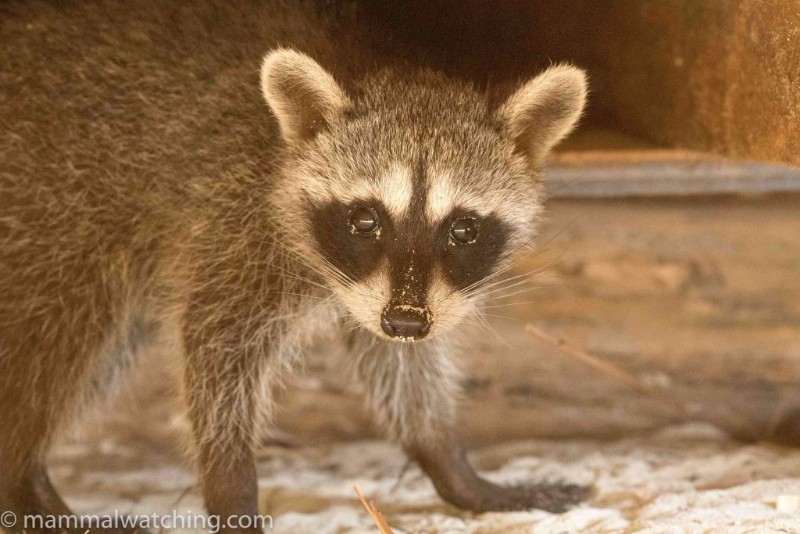 Cozumel Dwarf Raccoon