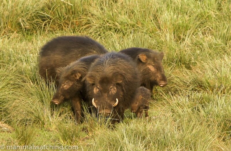 Giant Forest Hogs