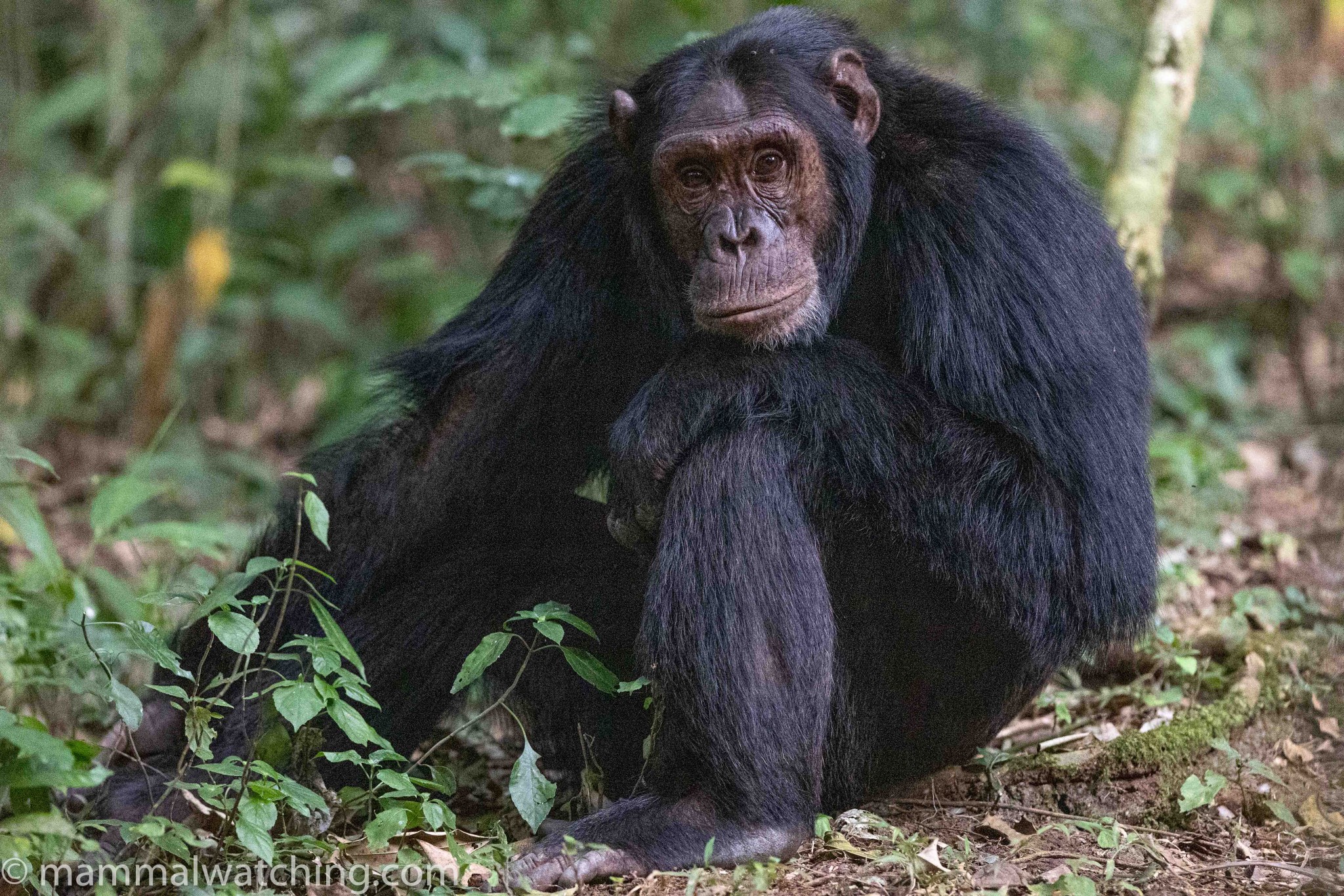 Chimpanzee Pan troglodytes