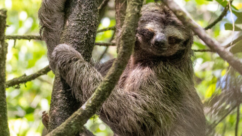 Panama: Pygmy Sloths and Rainforest Rodents, May 2022