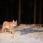 Lynx2 slr camera trap image by Zoltan Nagy