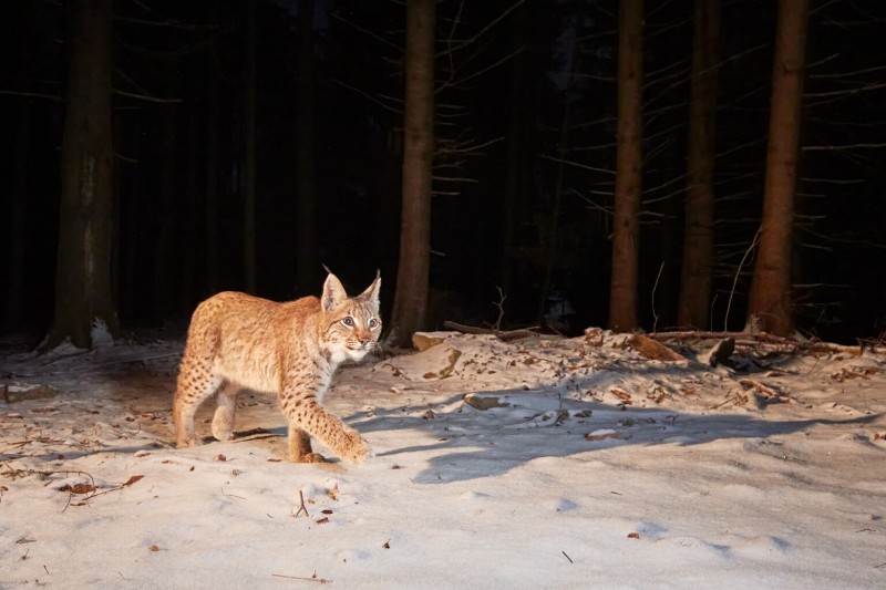 Lynx2 slr camera trap image by Zoltan Nagy