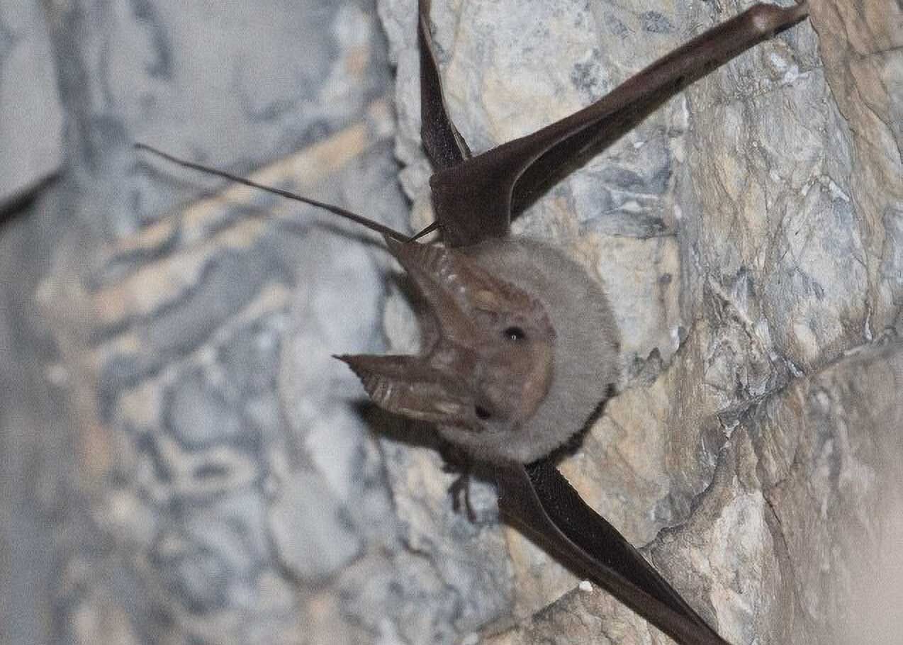 mouse tailed bat Rhinopoma muscatellum