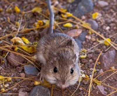 Desert Pocket Mouse