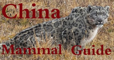 China Mammal Guide