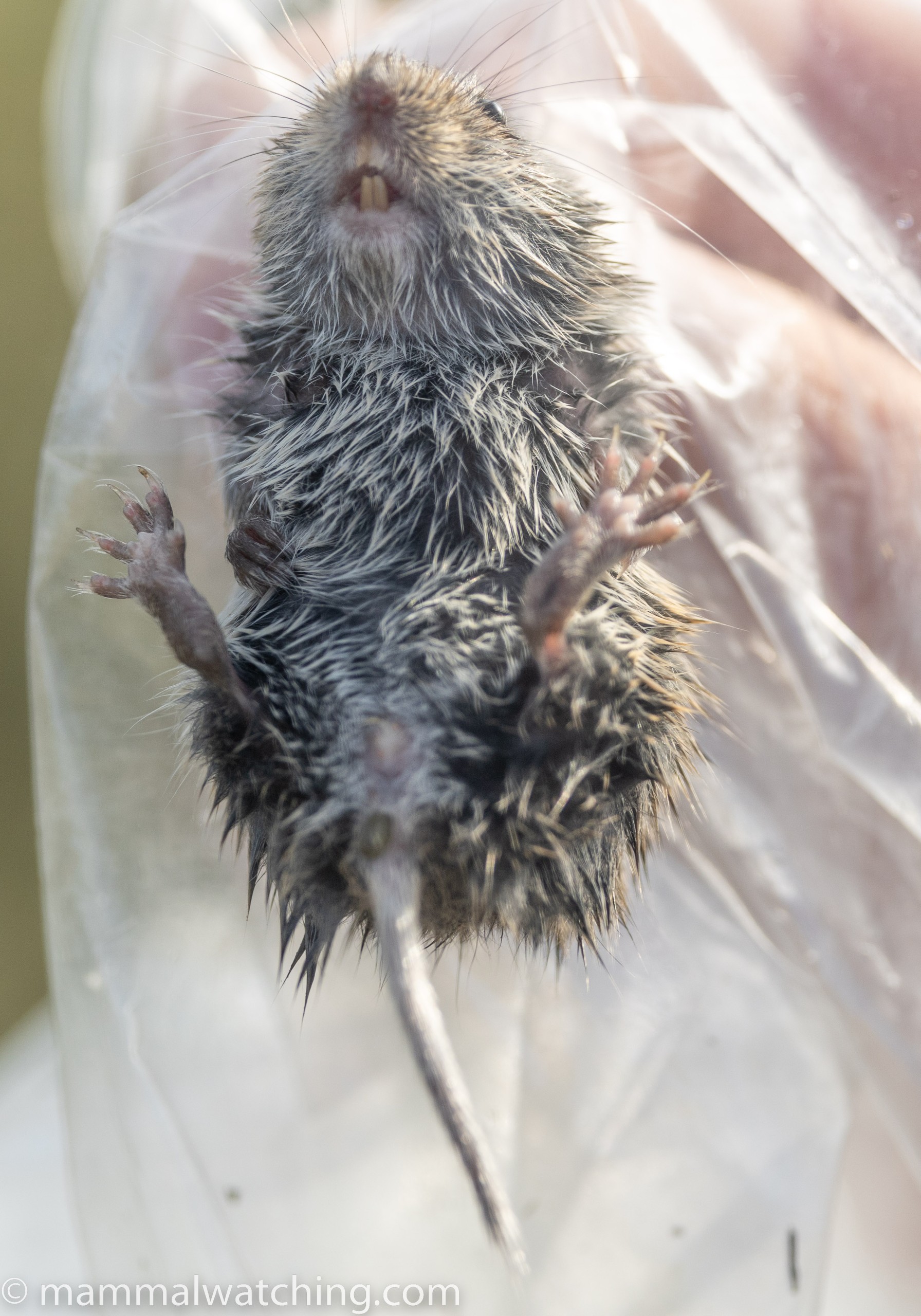 Romanian Hamsters Revisited Bulgaria, 2022 Mammal Watching