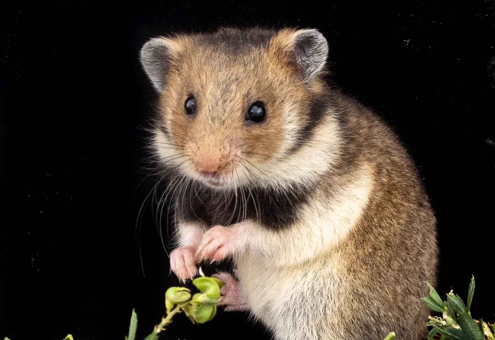 Romanian Hamster Mesocricetus newtoni