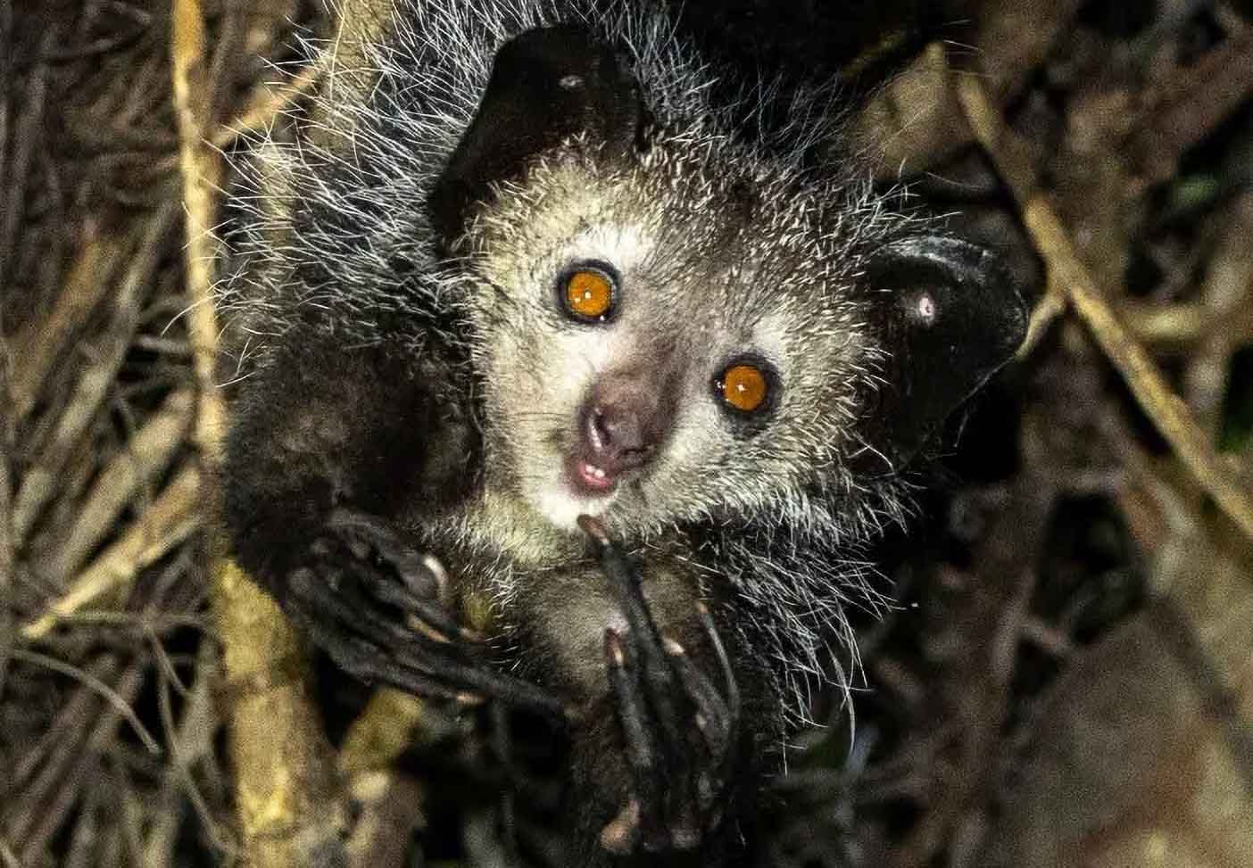 Aye aye Daubentonia madagascariensis