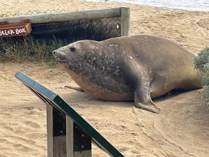 southern elephant seal at Blairgowrie Vic Aust