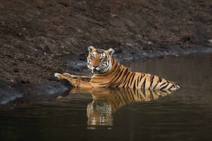Tiger sitting in the water