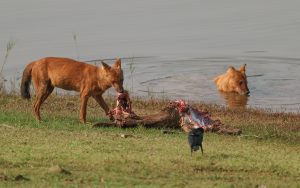 Wild dogs feed on a deer carcus