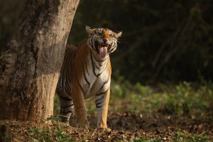 Tiger scent marking, Flehmen response