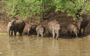 Herd of elephants playing in the water