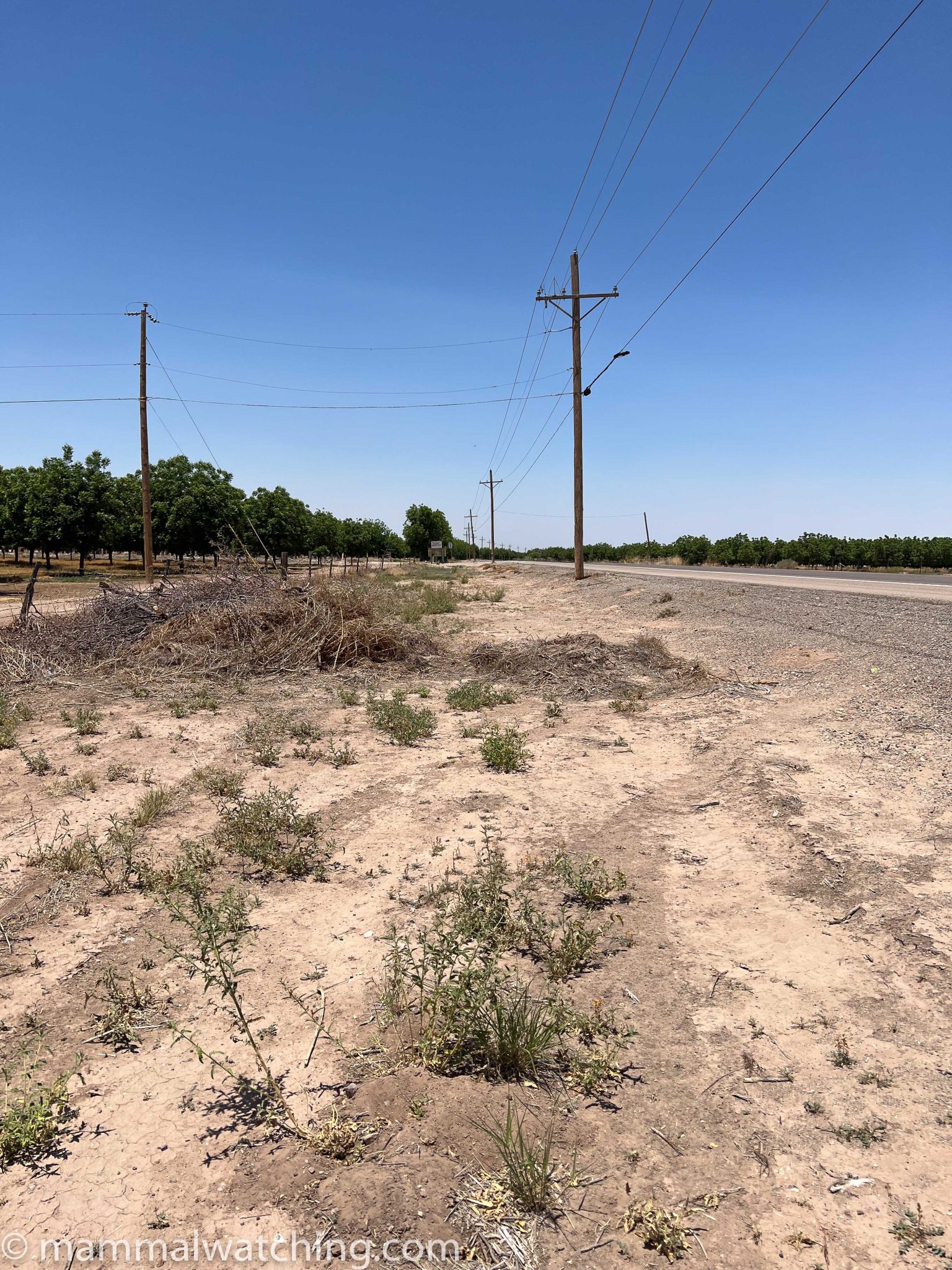 SW Texas Gopherthon, 2023 Mammal Watching